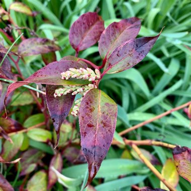 Leucothoe fontainesiana 'Walterii Rainbow'