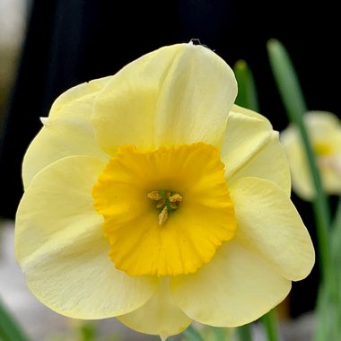 Narcissus 'Sun Disc'