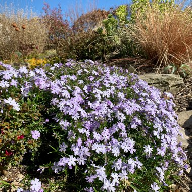 Phlox subulata 'Emerald Cushion Blue' syn. Phlox subulata 'Emerald Blue'