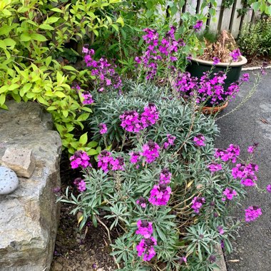 Erysimum 'Bowles's Mauve' syn. Erysimum linifolium 'Bowles' Mauve'