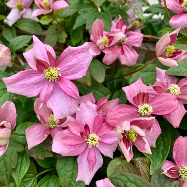 Clematis montana 'Broughton Star'