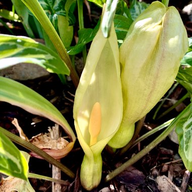 Arum maculatum