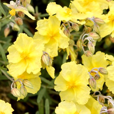 Helianthemum nummularium 'Wisley Primrose'