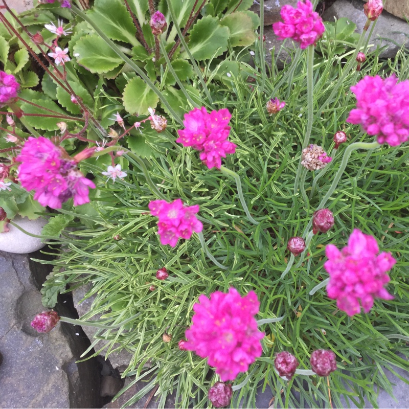 Plant image Armeria maritima 'Nifty Thrifty'