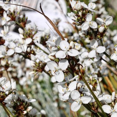 Libertia grandiflora