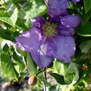 Clematis 'General Sikorski'