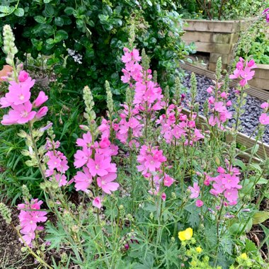 Sidalcea malviflora 'Loveliness'