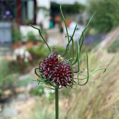 Allium vineale 'Hair'