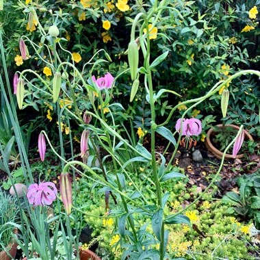 Lilium martagon