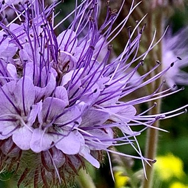 Phacelia tanacetifolia