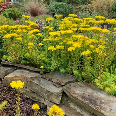 Sedum Rupestre Angelina