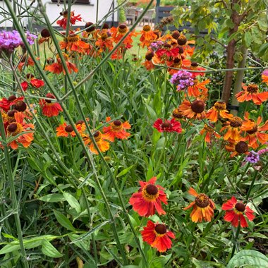 Helenium 'Moerheim Beauty'