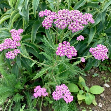 Achillea Millefolium 'Cerise Queen' syn. Achillea Millefolium 'Cherry Queen'