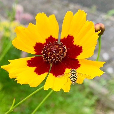 Coreopsis 'Sunkiss'