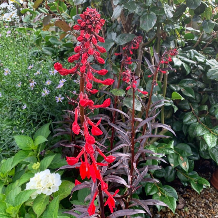 Plant image Lobelia cardinalis 'Queen Victoria'