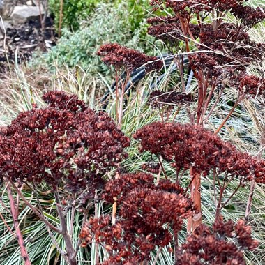 Hylotelephium 'Autumn Joy'