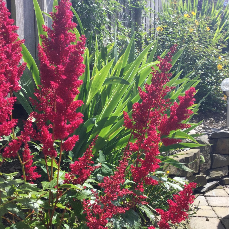 Astilbe x arendsii 'Fanal'