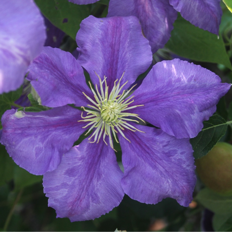 Clematis 'General Sikorski'