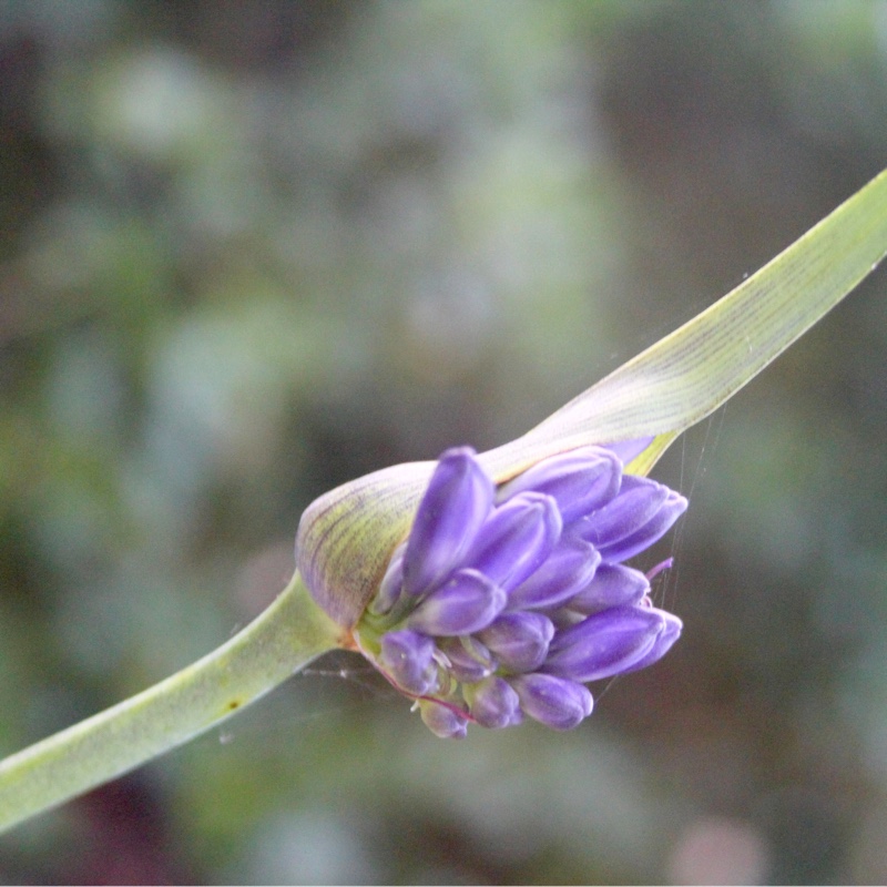 plant image 155344