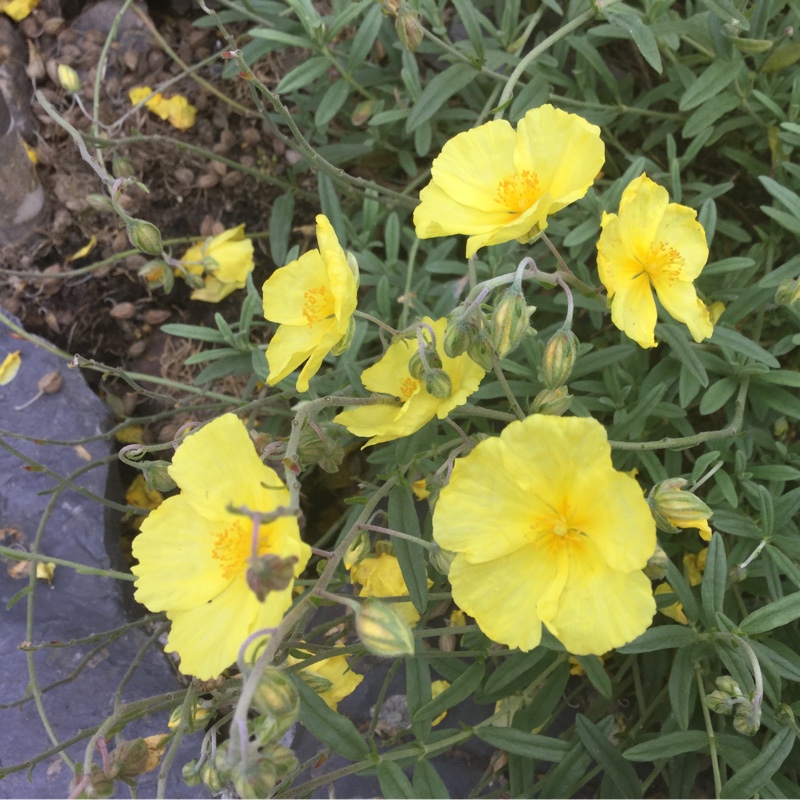 Helianthemum nummularium 'Wisley Primrose'