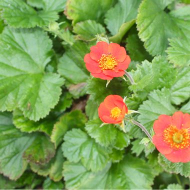 Geum borisii