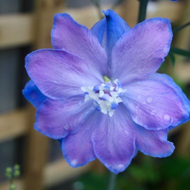 Delphinium