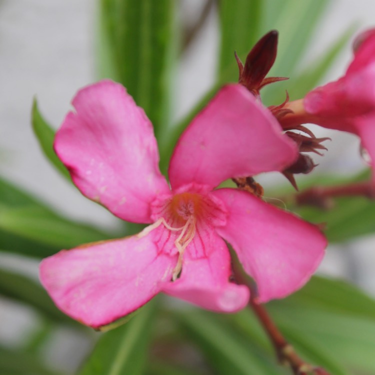 Plant image Nerium oleander