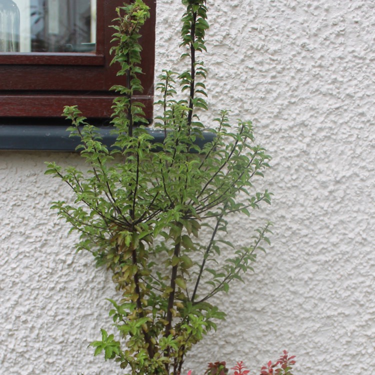 Plant image Pittosporum tenuifolium