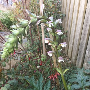 Acanthus mollis