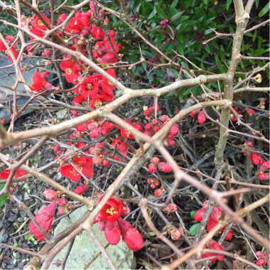 Chaenomeles x superba 'Crimson and Gold'