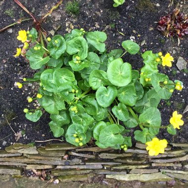 Caltha polypetala