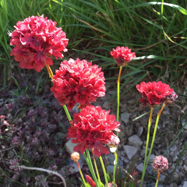 Plant image Armeria Pseudoarmeria 'Ballerina red'