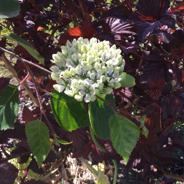 Allium nigrum syn. Allium multibulbosum, Allium nigrum var. multibulbosum