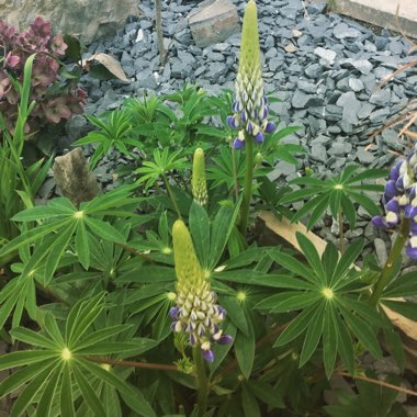 Lupinus 'Gallery Blue'