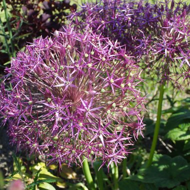 Allium cristophii