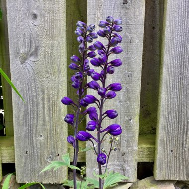 Delphinium 'Magic Fountains' Series