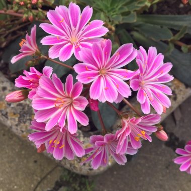 Lewisia Cotyledon