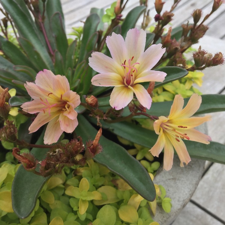 Plant image Lewisia 'Little Peach' (Little Series)