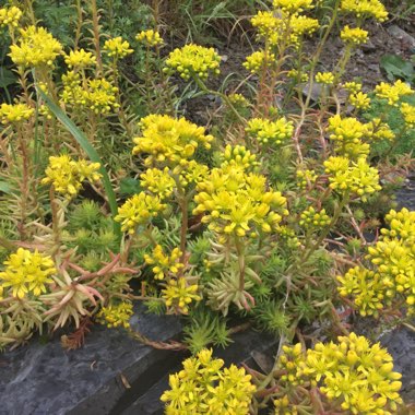 Sedum Rupestre Angelina