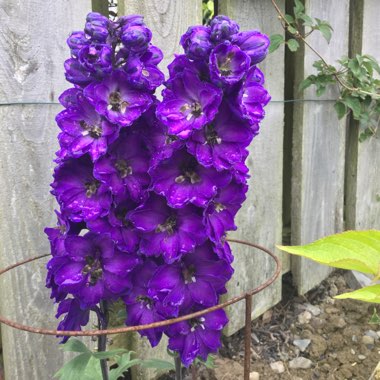 Delphinium 'Magic Fountains' Series