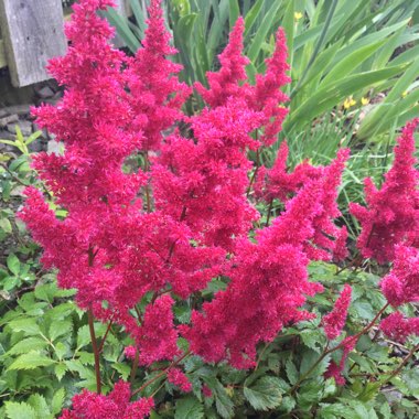 Astilbe x arendsii 'Fanal'