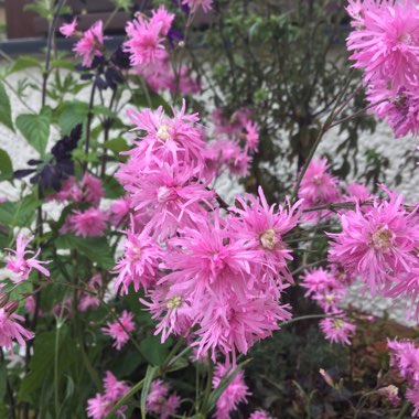 Lychnis flos-cuculi 'Jenny'