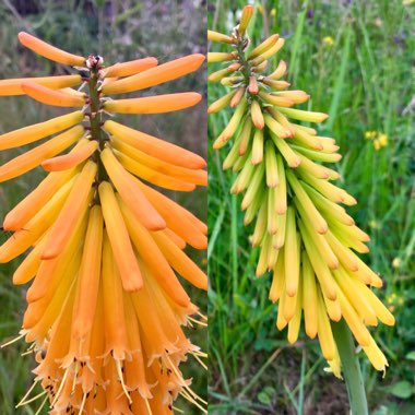 Kniphofia 'Mango Popsicle' (Popsicle Series)