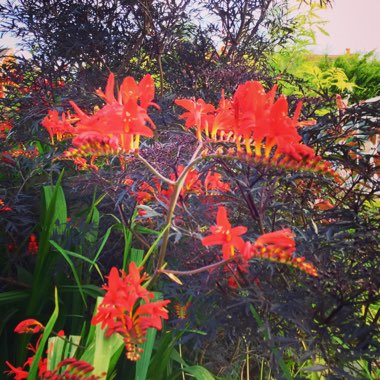 Crocosmia 'Lucifer'