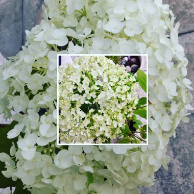 Hydrangea arborescens 'Annabelle'