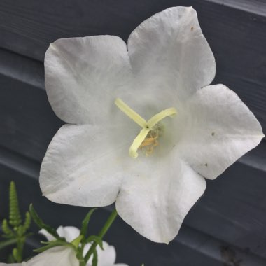 Campanula persicifolia f. alba