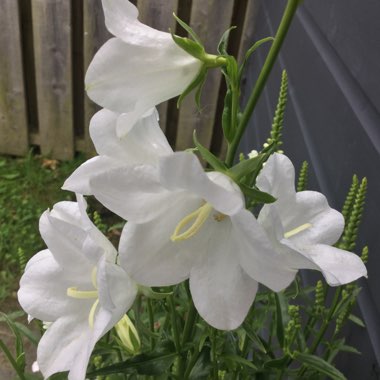 Campanula persicifolia f. alba