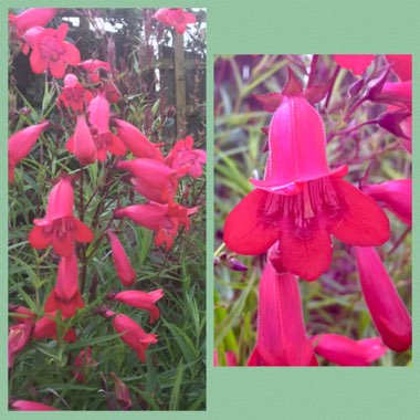 Penstemon 'Andenken an Friedrich Hahn' syn. Penstemon 'Garnet'