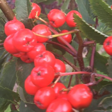 Sorbus aucuparia