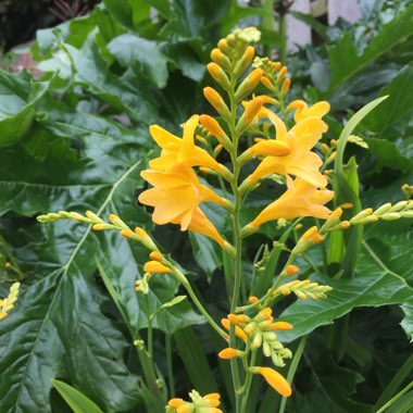 Crocosmia x crocosmiiflora 'Buttercup'